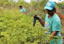 Renegociação de dívidas rurais terá prazo de 8 anos, afirma ministro da Fazenda