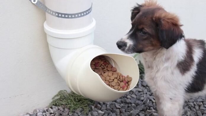 comedouro para pets foto reproducao youtube instituto mix oficial