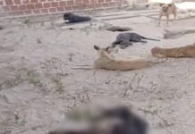 Mesmo com imagens mostrando cenas de terror, a prefeitura de Afrânio (PE) minimiza situação do canil onde cachorros foram encontrados mortos; confira a nota