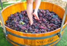 Enoturismo: Villa Garziera realiza mais uma edição da Pisa da Uva