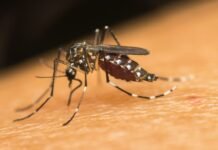 Pernambuco registra terceira morte do ano por arbovirose e alta de 38,8% em notificações para dengue