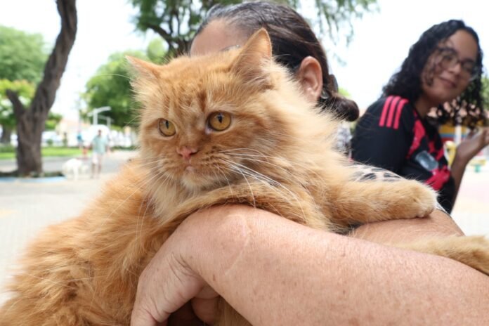 Proteção aos animais