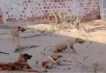 MPPE recomenda melhorias no abrigo municipal de animais em Afrânio