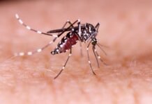 Pernambuco confirma duas mortes por dengue este ano; vítimas são mulher e criança de 9 anos
