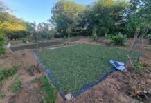 Polícia Federal destrói 23 mil pés de maconha em Belém do São Francisco (PE)