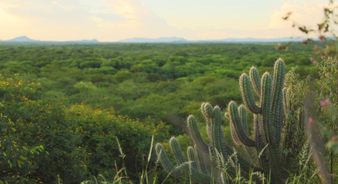caatinga