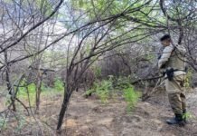 PM erradica plantio de maconha na zona rural de Sento Sé (BA)