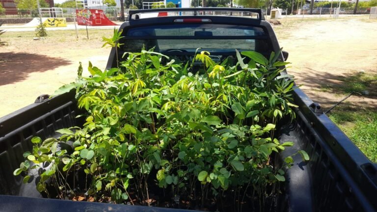 Carro da Planta vai distribuir mudas nessa quarta-feira (18) no bairro Jardim Petrópolis em Petrolina (PE)
