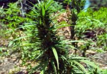 Mais de 13 mil pés de maconha são destruídos em operação policial em Curaçá (BA)