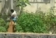 Homem invade jaula no Zoológico de João Pessoa e é morto por leoa