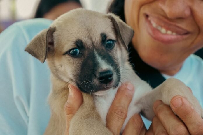 adoçao animais foto deivid menezes