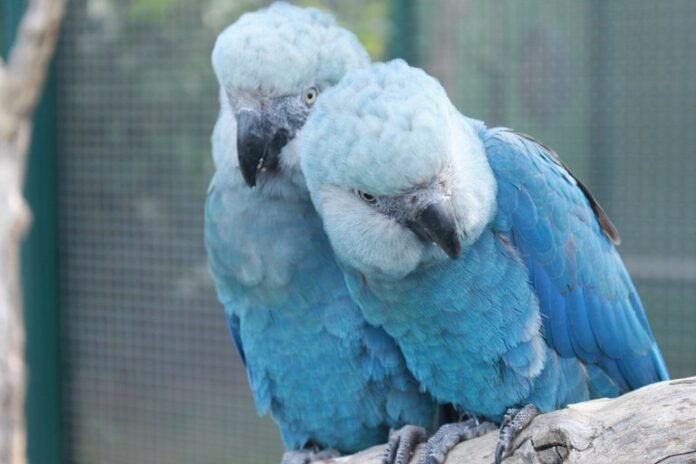 ararinha azul foto de camile lugarini