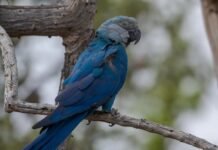 Curaçá (BA): Ararinhas-azuis recapturadas testam positivo para vírus letal