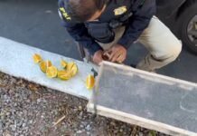 Irmãos são detidos pela PRF com mais de 400 pássaros silvestres no Agreste de Pernambuco