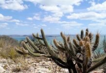 Bancos de desenvolvimento brasileiros reúnem R$ 100 milhões para preservar a Caatinga