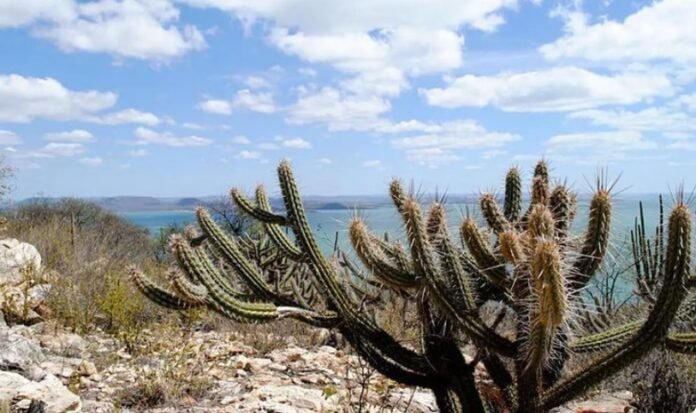 caatinga foto gabriel carvalho setur ba