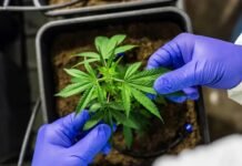 Anvisa reduz burocracia para prescrição de Cannabis medicinal e libera cultivo para exportação