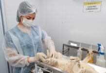 Bora Petrolina oferece castração e vacina contra a raiva para animais em Rajada