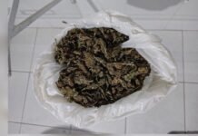 Flagrado com maconha, suspeito é preso por tráfico de drogas em Curaçá (BA)