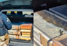 Irmãos são presos pela PRF ao transportar mais de 400 pássaros silvestres no Agreste de Pernambuco