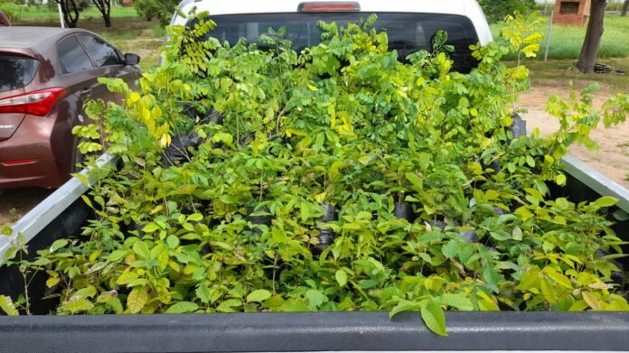 Carro da Planta (2) (1)