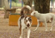 Brasil tem cerca de 30 milhões de animais domésticos abandonados