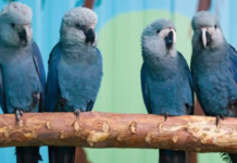 Instituto Chico Mendes afirma que outras 20 ararinhas-azuis testaram positivo para vírus letal; criadouro de Curaçá (BA) contesta