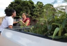 Petrolina ultrapassa meta ambiental e supera mais de 50 mil mudas doadas em 2025