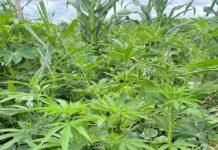 Polícia destrói plantio com quase 14.800 pés de maconha em Curaçá (BA)