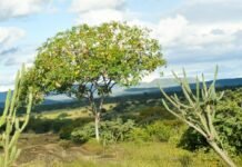 MPPE implementa o Núcleo de Proteção Especializada do Meio Ambiente para reforçar atuação regionalizada