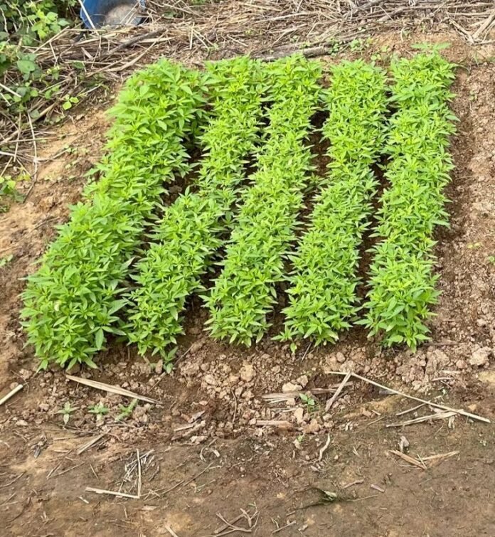 WhatsApp Image 2026-01-03 at 13.27.55