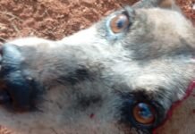 Crime brutal: Polícia abre inquérito para investigar homem que atirou em cachorro, em Afrânio (PE)