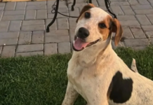 Crueldade: Cachorro comunitário é morto a tiros em mais um episódio de violência contra animais