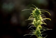 Anvisa discute nesta quarta (28) regras para a produção de cannabis no país