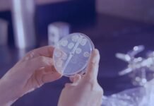 Molécula redescoberta pode ajudar contra infecções letais de superfungos resistentes a remédios