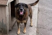 Adolescentes suspeitos de matar o cão Orelha voltam ao Brasil