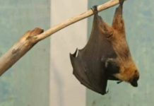 Novo surto de vírus Nipah gera alerta