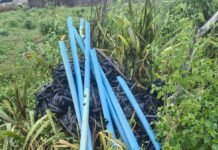 45ª CIPM destrói plantação com 5.250 pés de maconha em Curaçá (BA)