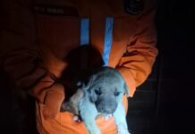 Senhor do Bonfim (BA): Bombeiros resgatam quatro filhotes de cachorro presos entre paredes há 15 dias