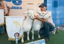 Petrolina (PE): 13ª edição da ExpoRajada acontecerá de 14 a 19 de abril