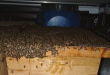 Quinze pessoas ficam feridas após ataque de abelhas em Capim Grosso (BA)