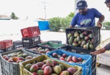 Petrolina lança PAA 2026 para fortalecer agricultores e garantir alimentação a famílias