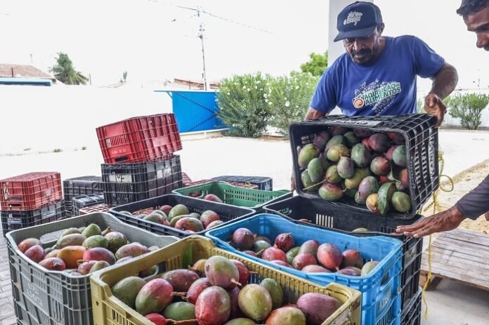 alimentos pmp petrolina
