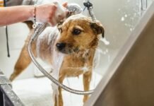 Nova lei determina que pet shops gravem sessões de banho e tosa de cães e gatos no Rio Grande do Sul