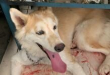 Cachorro é encontrado em Juazeiro (BA) sangrando e com ferimentos nas patas; leitor pede que tutor do animal seja localizado