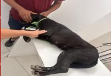 Cachorro morre e outro fica ferido após serem alvos de tiros de espingarda na Bahia