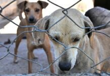 Pernambuco registrou mais de um caso de crueldade contra animais por dia em 2025, diz SDS