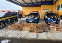 PRF resgata 132 aves silvestres comercializadas de forma irregular na BR-407, em Petrolina (PE)