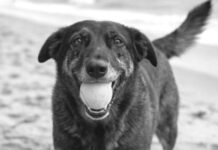 Polícia Civil de Santa Catarina aponta adolescente como assassino do cão Orelha