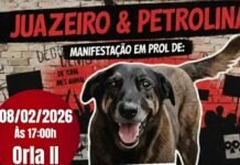Manifestação pelo Cão Orelha e animais que foram vítimas de maus tratos no Vale do São Francisco acontece neste domingo (8) em Juazeiro (BA)